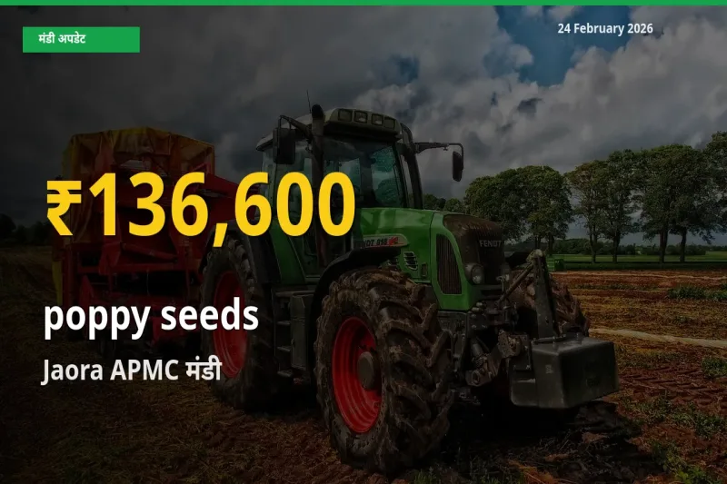 poppy seeds के भावों में जबरदस्त उछाल, Jaora APMC में नया उच्च स्तर