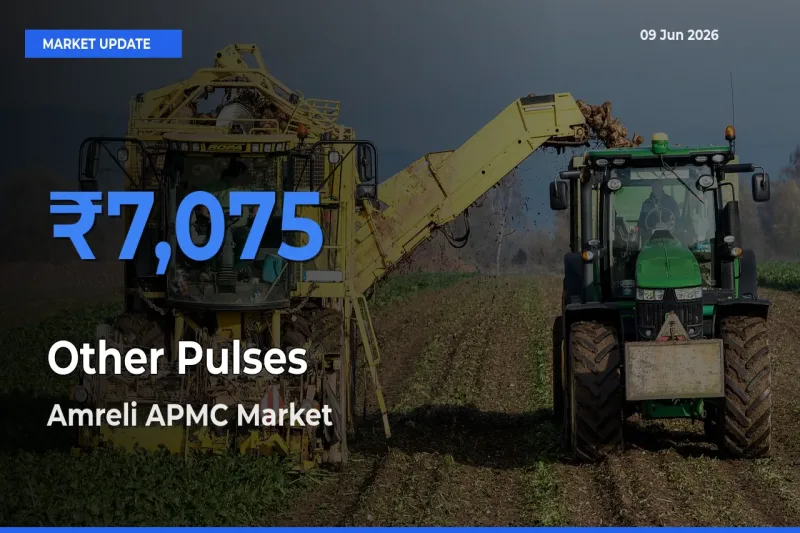 Market Watch: Amreli APMC Becomes Top Mandi for Other Pulses