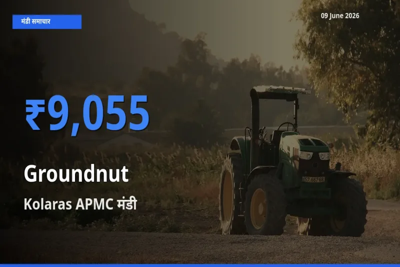 Kolaras APMC मंडी में आज मूंगफली के सबसे ऊँचे दाम दर्ज
