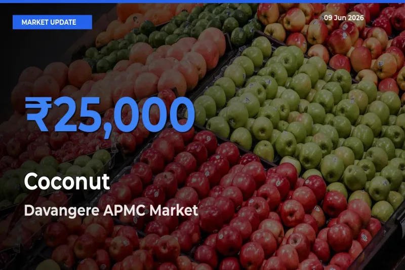 Davangere APMC Records Highest ₹25,000 Rate for Coconut