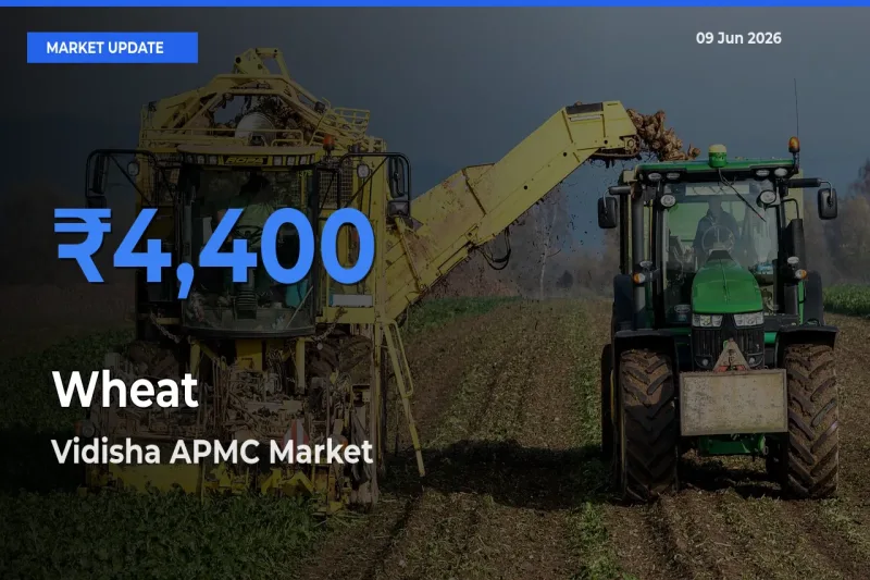 Vidisha APMC Emerges as Top Mandi for Wheat Prices Today