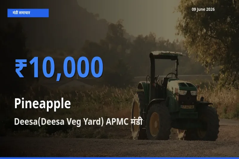 Deesa(Deesa Veg Yard) APMC में अनानास का आज सबसे ऊँचा भाव