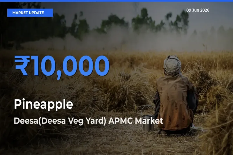 Deesa(Deesa Veg Yard) APMC Leads as Top Mandi for Pineapple Prices