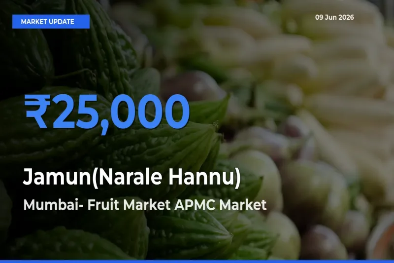 Mumbai- Fruit Market APMC Tops Jamun(Narale Hannu) Mandi Rates Today