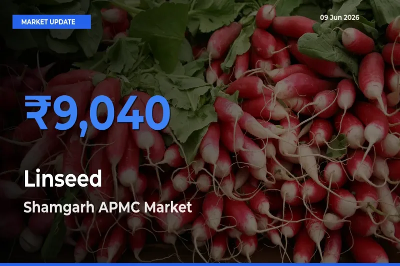 Linseed Mandi Rate Today: Shamgarh APMC Tops the List