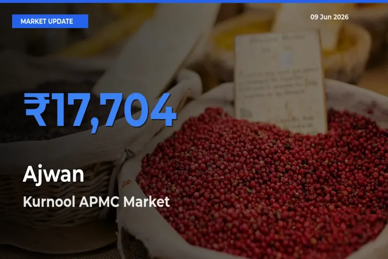 Top Performer! Kurnool APMC Offers Best Ajwan Price Today