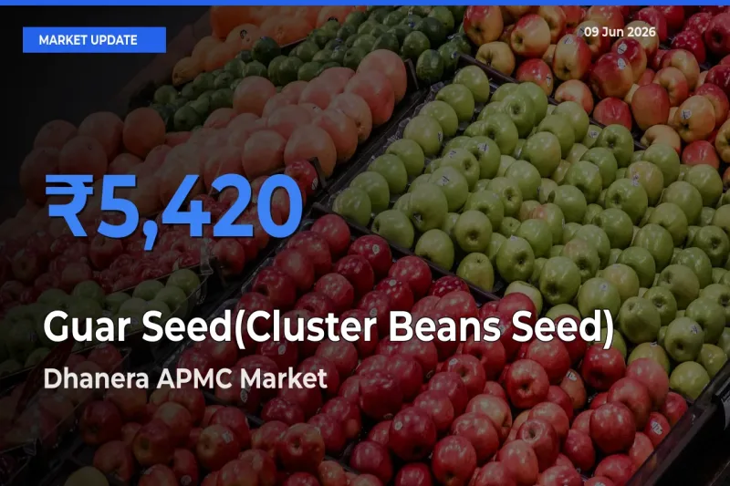 Dhanera APMC Offers ₹5,420 – Highest Guar Seed(Cluster Beans Seed) Rate Today