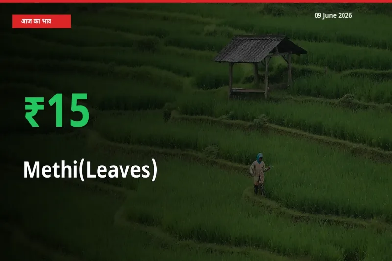 हरी मेथी के दाम प्रमुख मंडी में 15.1% बढ़े, 24 घंटे में बड़ा बदलाव