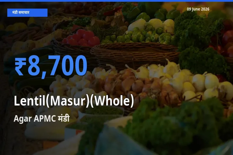Agar APMC मंडी में आज मसूर दाल (साबुत) के सबसे ऊँचे दाम दर्ज
