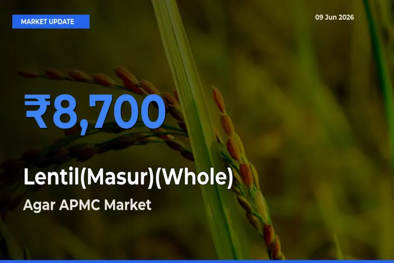 Top Performer! Agar APMC Offers Best Lentil(Masur)(Whole) Price Today