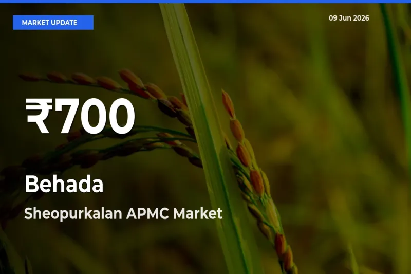 Farmers Concerned as Behada Hits 30-Day Low in Sheopurkalan APMC