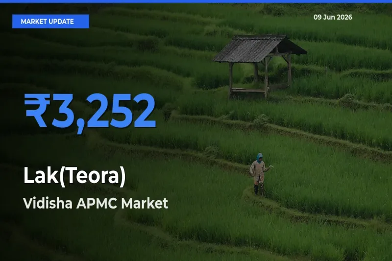 Vidisha APMC Emerges as Top Mandi for Lak(Teora) Prices Today