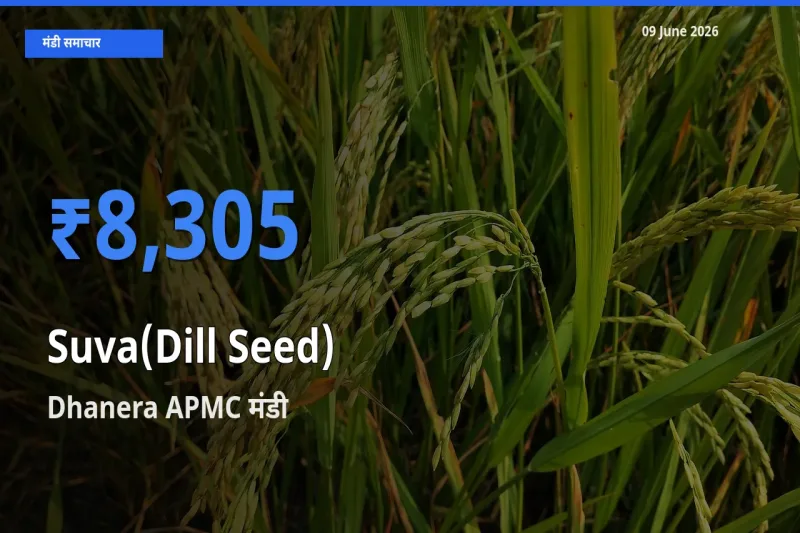 Dhanera APMC मंडी में सुवा (डिल सीड्स) ₹8,305 पर पहुँचा – आज का सर्वोच्च भाव