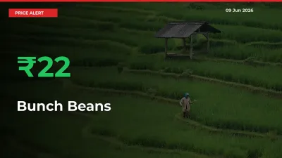 Sudden 22.37% Rally in Bunch Beans Prices Across Mandis