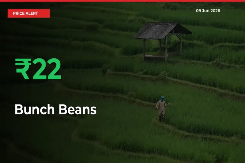 Sudden 22.37% Rally in Bunch Beans Prices Across Mandis