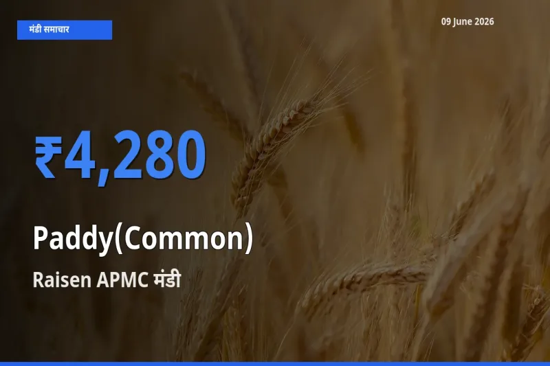 बाज़ार संकेत: Raisen APMC बना धान (सामान्य) के लिए आज की टॉप मंडी