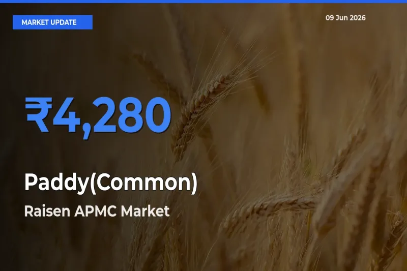 Raisen APMC Offers ₹4,280 – Highest Paddy(Common) Rate Today