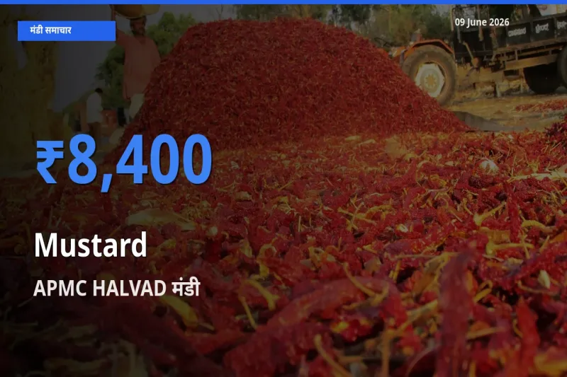 APMC HALVAD में सरसों का आज सबसे ऊँचा भाव