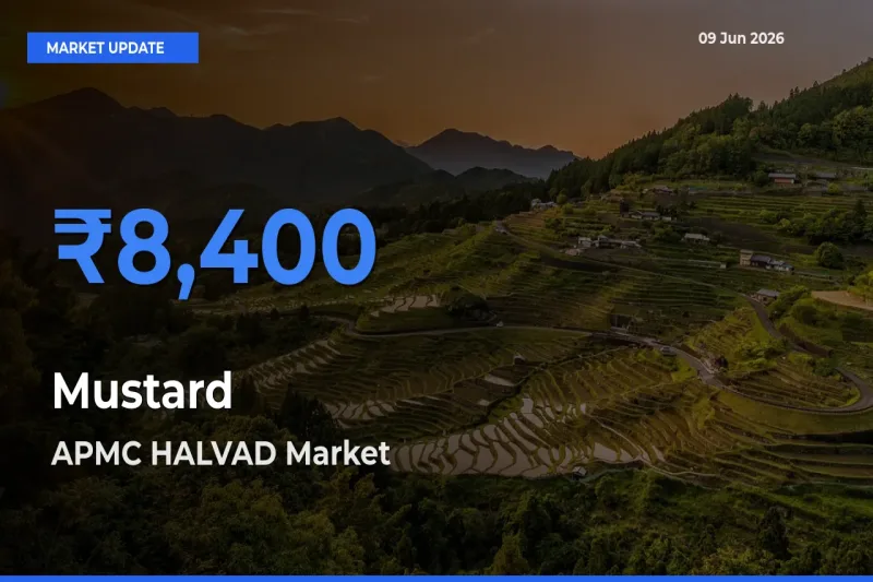 APMC HALVAD Tops Mustard Rates – June 09 Market Update
