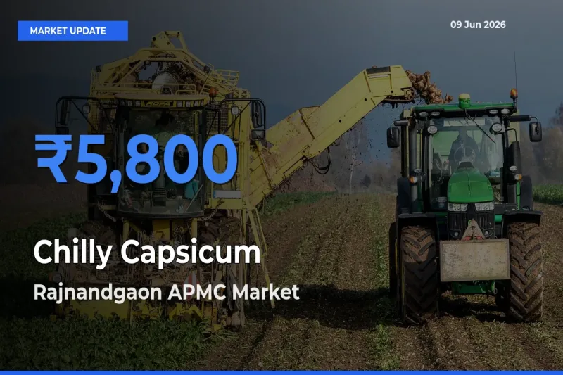 Rajnandgaon APMC Tops Chilly Capsicum Rates – June 09 Market Update
