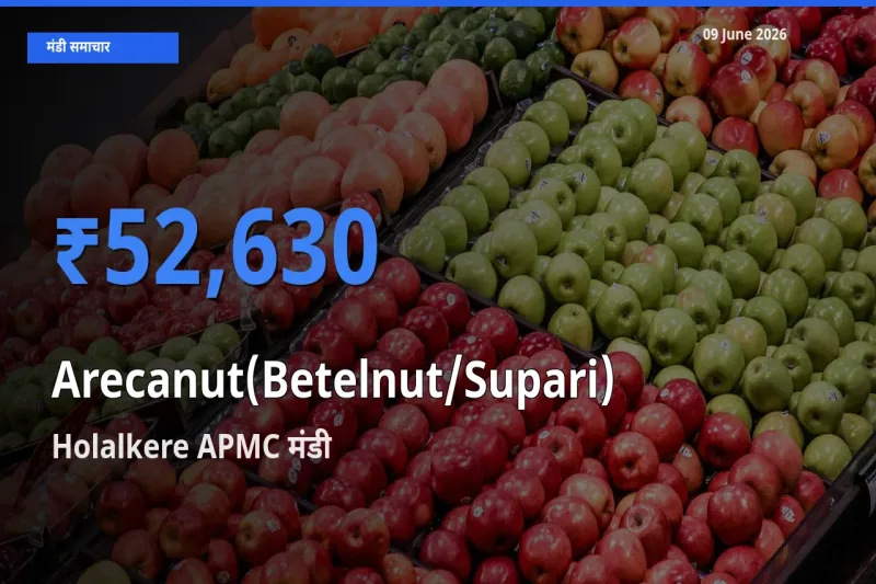 आज सुपारी के सबसे ज़्यादा दाम Holalkere APMC मंडी में दर्ज