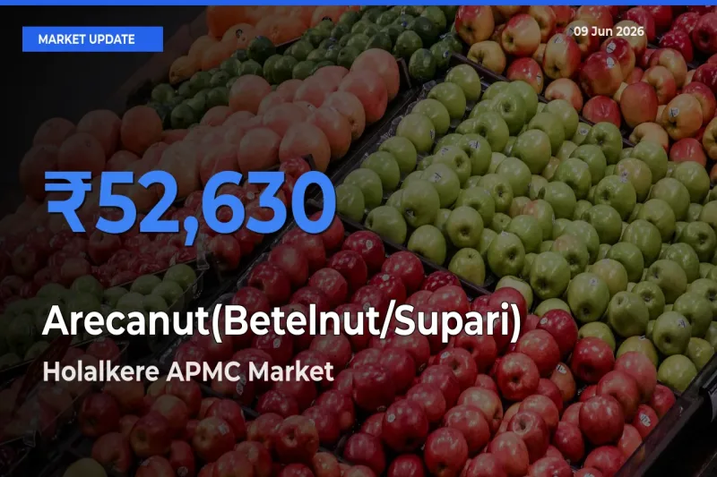 Holalkere APMC Offers ₹52,630 – Highest Arecanut(Betelnut/Supari) Rate Today