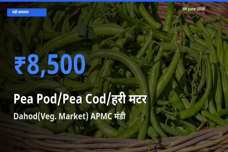 Dahod(Veg. Market) APMC मंडी में आज मटर की फली के सबसे ऊँचे दाम दर्ज