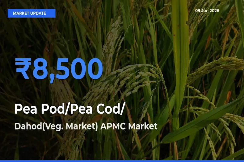 Dahod(Veg. Market) APMC Leads as Top Mandi for Pea Pod/Pea Cod/हरी मटर Prices