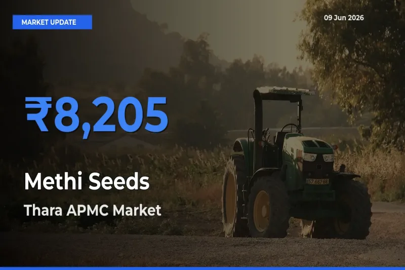 Top Performer! Thara APMC Offers Best Methi Seeds Price Today