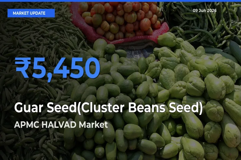 Guar Seed(Cluster Beans Seed) Mandi Rate Today: APMC HALVAD Tops the List
