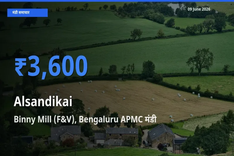 किसानों की पसंद बना Binny Mill (F&V), Bengaluru APMC, लोबिया (चावली) की फली के सबसे अच्छे दाम