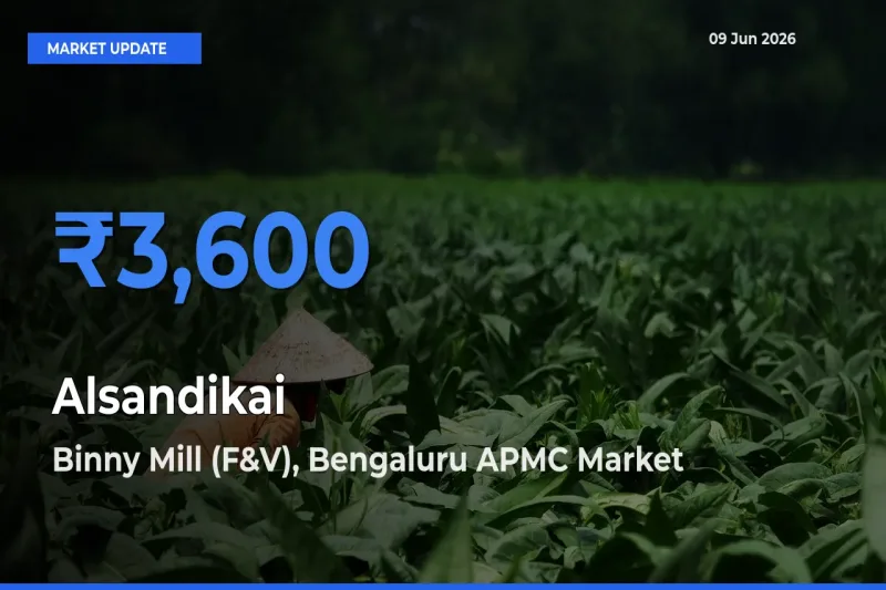 Binny Mill (F&V), Bengaluru APMC Emerges as Top Mandi for Alsandikai Prices Today