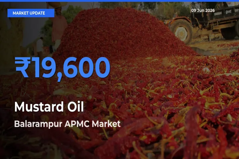 Market Watch: Balarampur APMC Becomes Top Mandi for Mustard Oil