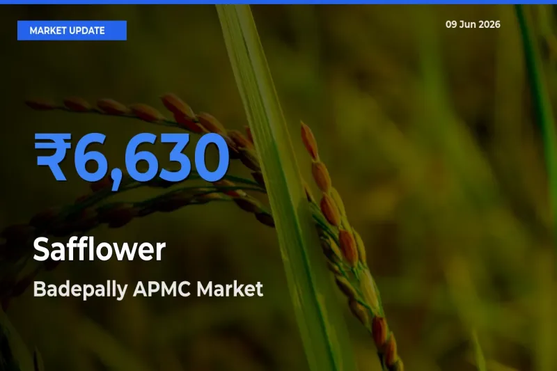 Badepally APMC Records Highest ₹6,630 Rate for Safflower