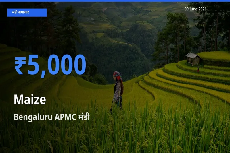 09 June अपडेट: मक्का के सबसे ऊँचे दाम Bengaluru APMC मंडी में