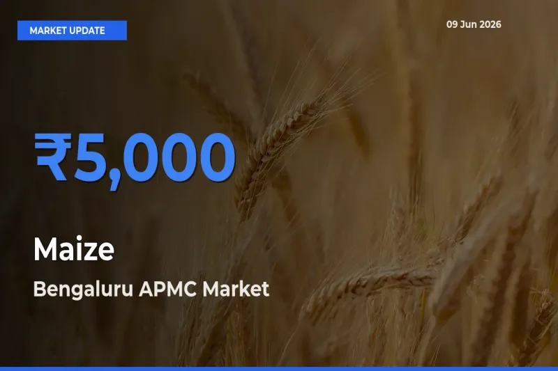 Top Performer! Bengaluru APMC Offers Best Maize Price Today