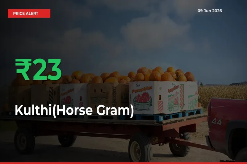 Farmers Cheer as Kulthi(Horse Gram) Prices Surge 23.37% in Local Mandis