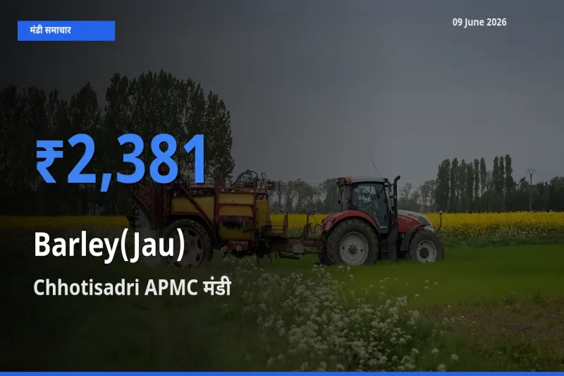 Chhotisadri APMC मंडी में जौ ₹2,381 पर पहुँचा – आज का सर्वोच्च भाव