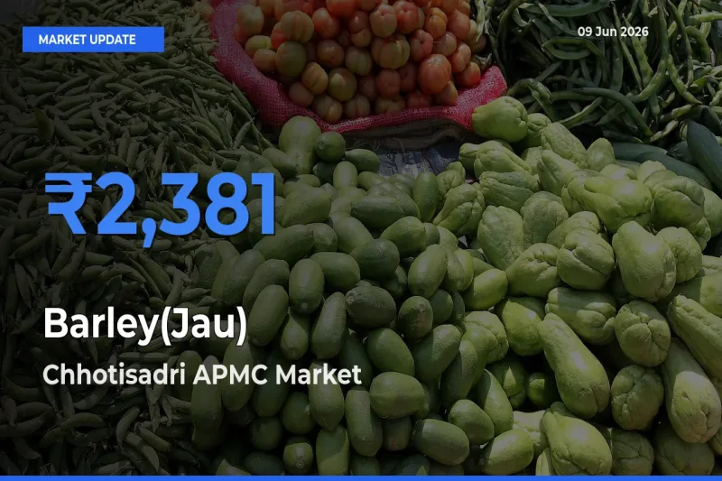 Top Performer! Chhotisadri APMC Offers Best Barley(Jau) Price Today