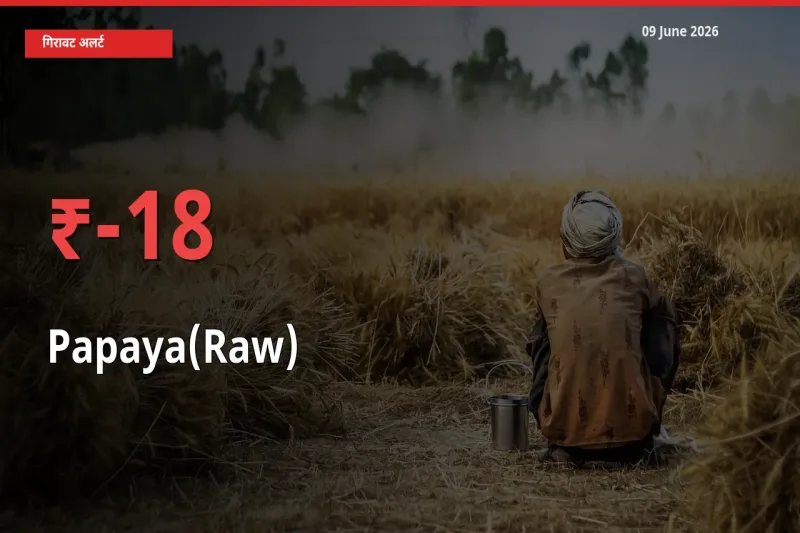 पपीता (कच्चा) के दाम प्रमुख मंडी में 18.46% गिरे, 24 घंटे में बड़ा बदलाव