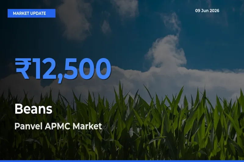 Panvel APMC Emerges as Top Mandi for Beans Prices Today