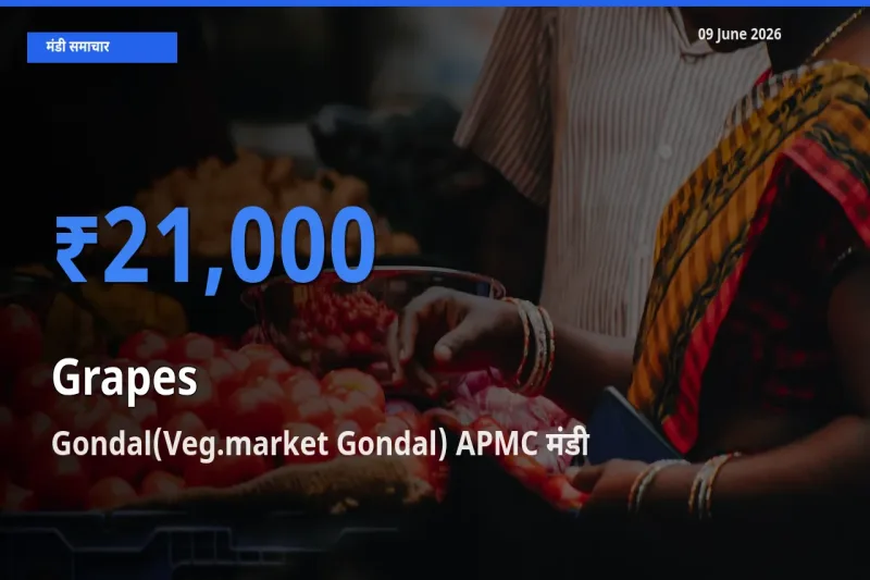 किसानों की पसंद बना Gondal(Veg.market Gondal) APMC, अंगूर के सबसे अच्छे दाम