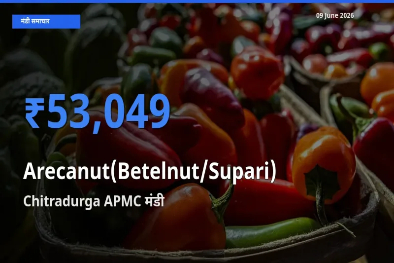 टॉप मंडी बना Chitradurga APMC! सुपारी के सबसे ऊँचे दाम यहीं दर्ज