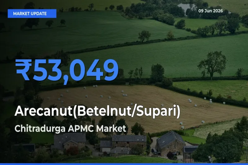 Farmers Prefer Chitradurga APMC as Arecanut(Betelnut/Supari) Hits Highest Rate