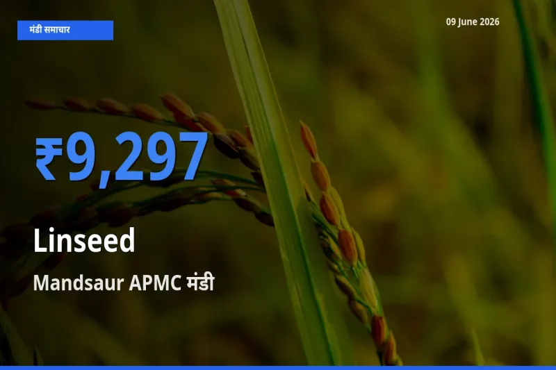 आज का मंडी भाव: अलसी के सबसे ज़्यादा दाम Mandsaur APMC में