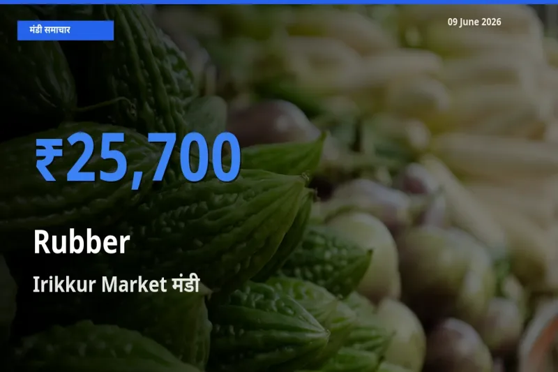 Irikkur Market में रबड़ का आज सबसे ऊँचा भाव