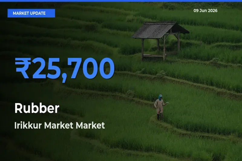 Farmers Prefer Irikkur Market as Rubber Hits Highest Rate
