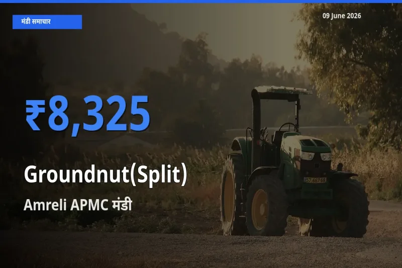 टॉप मंडी बना Amreli APMC! मूंगफली दाना (दो फाड़) के सबसे ऊँचे दाम यहीं दर्ज