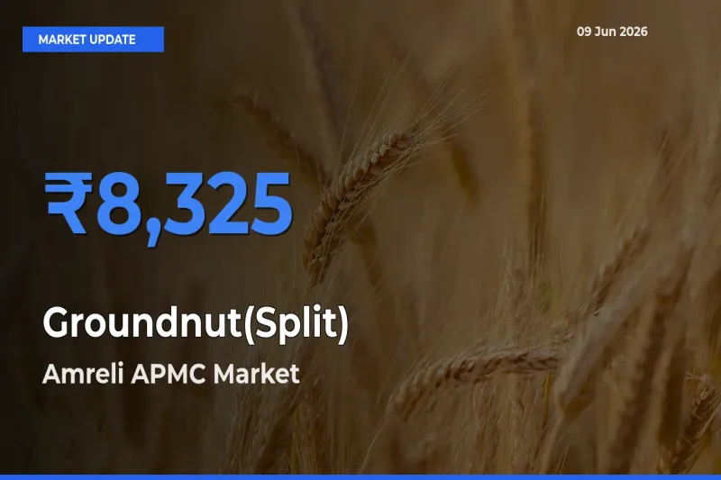 Amreli APMC Records Highest ₹8,325 Rate for Groundnut(Split)