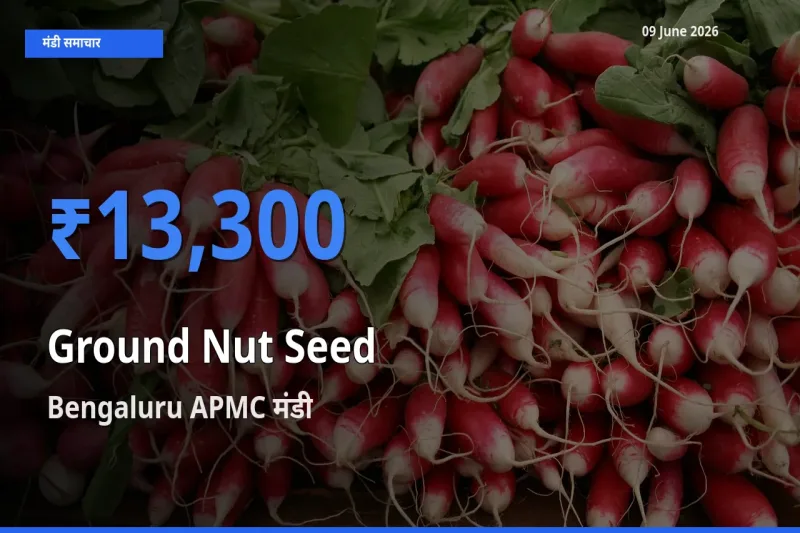 आज मूंगफली बीज के सबसे ऊँचे दाम ₹13,300 Bengaluru APMC मंडी में
